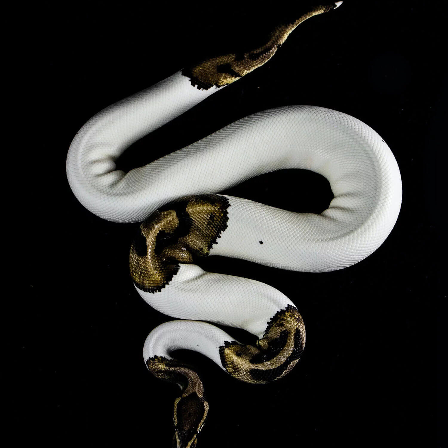 Snake-on-black-image-jpg (1) Snake-on-black-image-jpg (1)